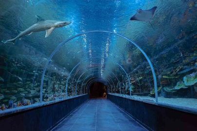 Kıtaların su altı dünyası Kocaeli’de buluştu
