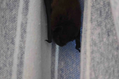 Yarasa balkon perdesini yuvaya dönüştürdü, ev sahibi ‘Batman’ adını verdi
