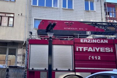 Erzincan'da karga ailesi yavrusu için kedilere ve insanlara meydan okudu