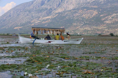Geçen yıl kuraklık, bu yıl ise aşırı yağışlar nilüferlerin görsel şölenini geciktirdi

