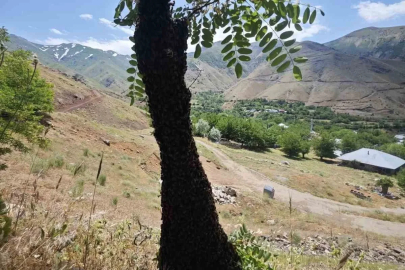 Arılar ağaçta oğul verdi: Dallar arıların ağırlığıyla eğildi
