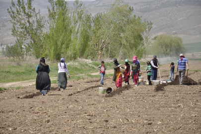 Erzincan'da tarımın görünmeyen kahramanları: Mevsimlik işçiler