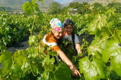 Erzincan’da üzümden önce yaprak hasadı başladı