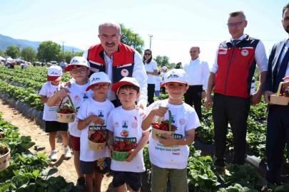 Meşhur Yenice çileğinin hasadı yapıldı
