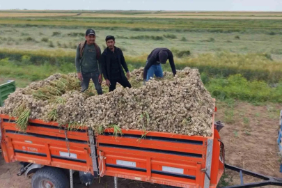 Aksaray’ın ata tohumundan yetiştirilen organik sarımsakların hasadı başladı
