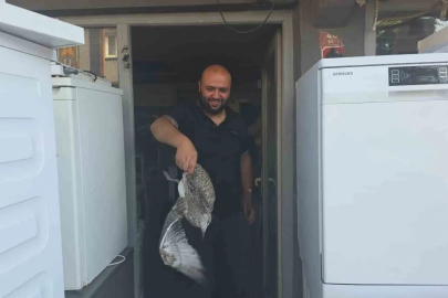 Martı yavrusu beyaz eşya tamircisini karıştırdı
