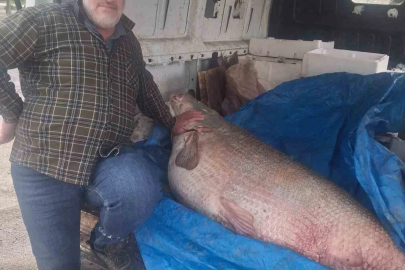 Av yasağının bittiği gün 130 kiloluk turna balığı yakaladı, nasıl doğrayacağını düşünmeye başladı
