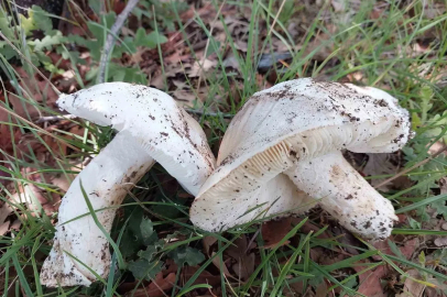 Çayır mantarını toplaması zahmetli yemesi lezzetli
