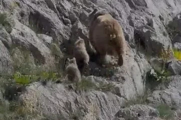Tunceli’de anne ayı ve yavruları görüntülendi

