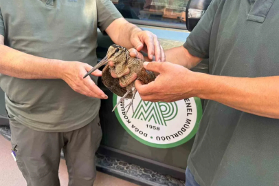 Avcılar yaralı çulluğu doğa koruma ekiplerine teslim etti
