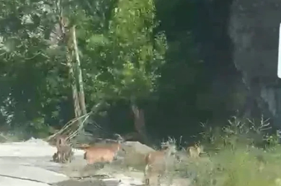 Malatya’da yaban keçileri karayolunda görüntülendi
