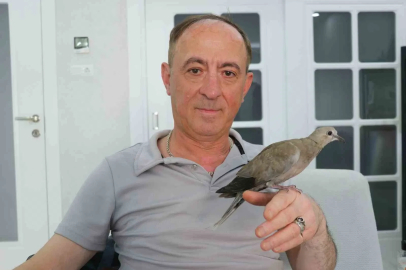 Şırıngayla beslediği yaralı kumru en yakın dostu oldu
