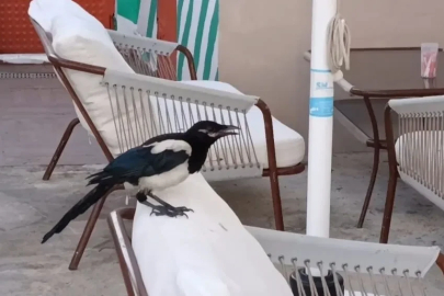 Sevimli saksağan Tekirdağlıların maskotu haline geldi
