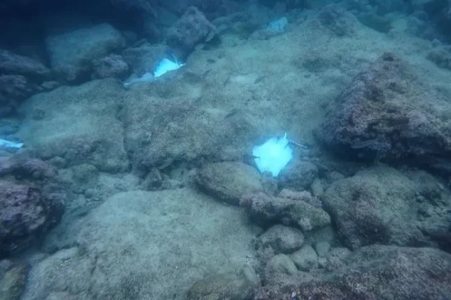 Antalya’da deniz dibinde çok sayıda ölü vatoz görüntülendi
