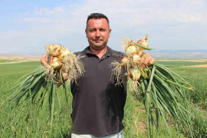Amasya’da soğan bir bardak çaydan bile ucuz
