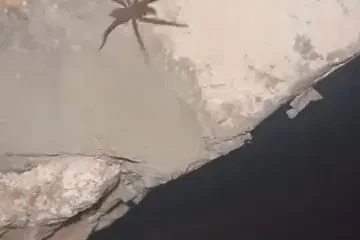 Elazığ’da zehirli sarıkız örümceği görüldü
