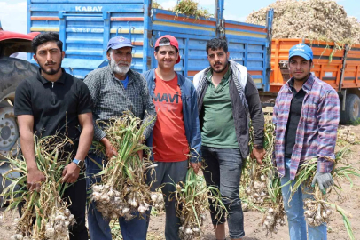 Sevdiğiyle evlenmek için tarlada başlık parasına çalışıyor
