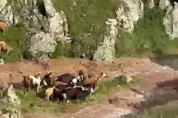 Kağızman’da sele kapılan 5 büyükbaş hayvan telef oldu
