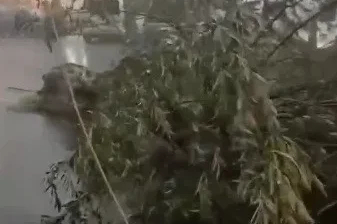 Kars’ta fırtına çatıları uçurdu, ağacı kökünden söktü
