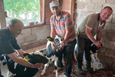 Edirne’de besicinin üçüz buzağı sevinci
