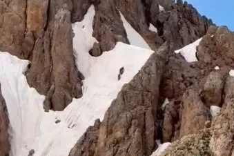 Yaz ortasında karlı zirvede ayı sürprizi
