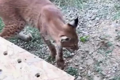 Edirne’de aracın bagajında iki vaşak ve serval ele geçirildi
