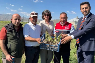 Yüksekova’da tarımda yeni dönem: Yoncalı köyünde ilk ticari salep hasadı yapıldı
