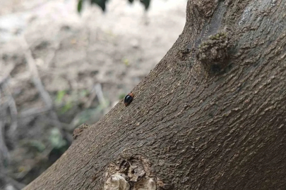 Narenciyede zararlılara karşı faydalı böcek seferberliği
