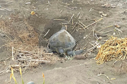Popülasyonu artıyor: Caretta carettaların yuvalaması geç başladı, yoğun sürüyor
