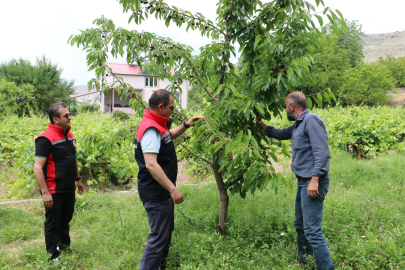 Erzincan'da kiraz hasadında bereketli sezon