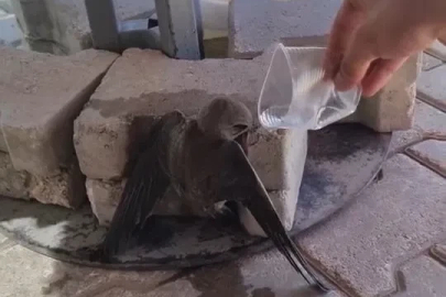Sıcaktan bitkin düşen ebabil, su ile yeniden hayata tutundu
