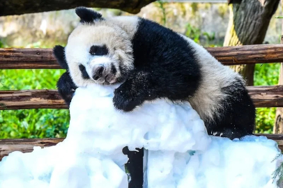 Çin'de panda yavrusu Wang Shu'nun 1’inci doğum günü kutlandı
