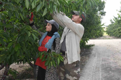 Yozgat’ta dev kiraz bahçesinde hasat mesaisi
