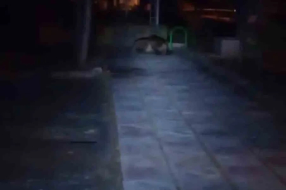 Bolu’da çocuk parkına ayı girdi
