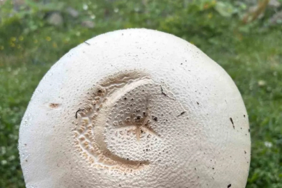 Yayladaki ay yıldızlı mantar görenleri şaşırttı
