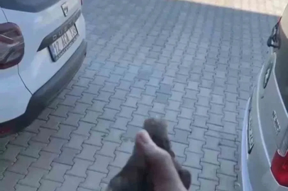 Apartman boşluğuna düşen sığırcık kurtarıldı
