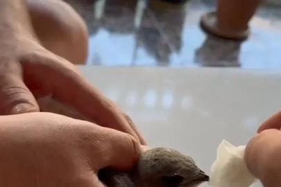 Vatandaşlar sıcaktan bitkin düşen ebabil kuşuna su verdi
