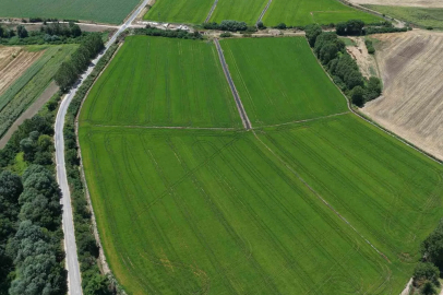 Edirne’de çeltiğe su bereketi: Rekolte 400 bin tonu aşacak
