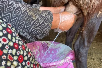 Ağrı’da koyun sütü ekonomiye kazandırılıyor
