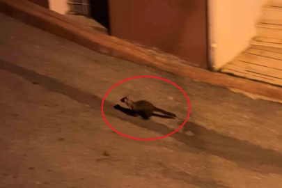Bu mahallede geceleri sansarlar geziyor
