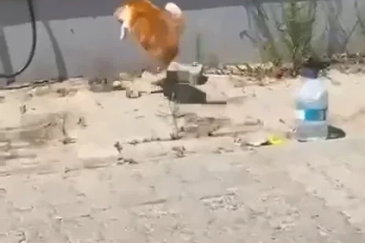 Kedi ile yılanın kavgası kamerada
