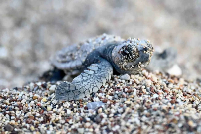 Antalya’da caretta caretta yavruları denizle buluştu
