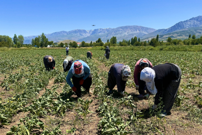 Erzincan'da kadın tarım işçileri kavurucu sıcakta pancar mesaisi yapıyor