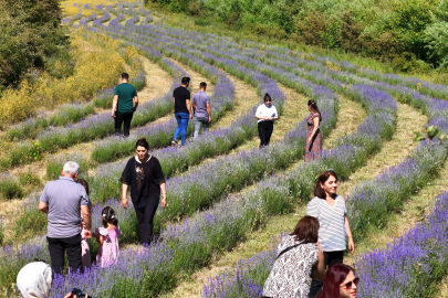Erzincan'daki lavanta bahçesi ziyaretçilerin ilgi odağı oldu