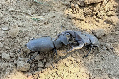 Nesli tükenme tehlikesi altındaki geyik böceği Gördes’te görüldü
