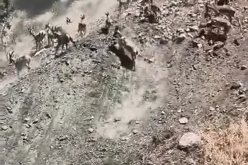 Elazığ’da sürü halinde dağ keçileri görüldü
