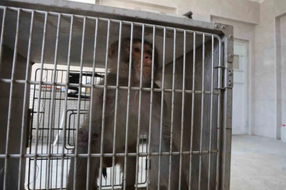 Firari maymun, ortalığı birbirine kattığı konteyner kentte kendisine ekmek vermek isteyen kadını yaraladı
