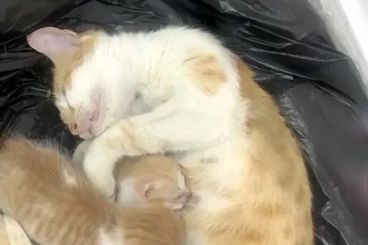 Anne kedi yavrularıyla Sosyal Yardımlaşma Vakfı’na sığındı
