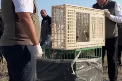 Sivas’ta yuvadan düşen iki kerkenez yavrusu doğaya bırakıldı
