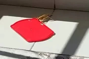 Burdur’da dev çekirgeyi kapta su ile beslediği anlar görüntülendi
